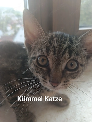 Kitten von einer Begalgen- Mix 