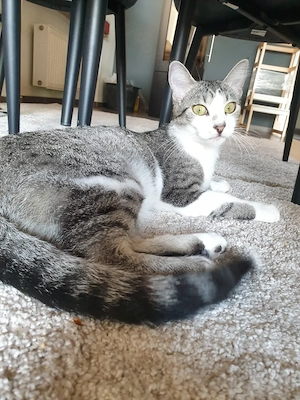  Wunderschöne Hauskatze Liv 
