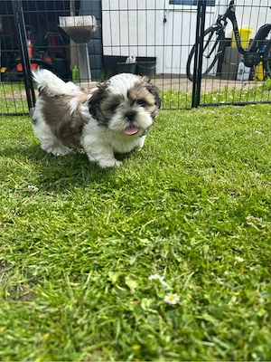 Reinrassige Shih Tzu Welpen 