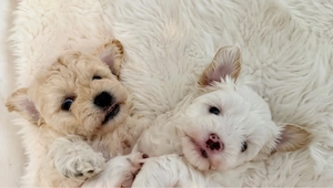 Maltipoo Welpen suchen Zu Hause auf Lebenszeit