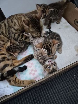 Bengal Babykätzchen