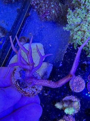 Meerwasser, Koralle, Seriatopora hystrix