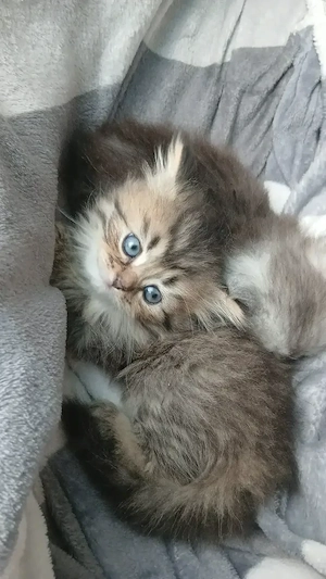 Perserkatze