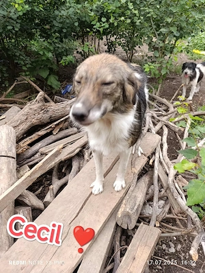 Cecil - schenkst du ihr ein schönes Zuhause?