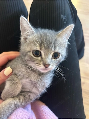 Babykatzen