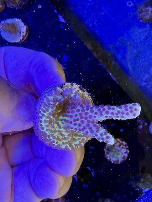 Meerwasser, Koralle, Montipora confusa