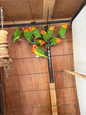 Pfirsichköpfchen Lovebird (Agaporniden) klein Papagein Zwerg Papagei aus Hobbyzucht 