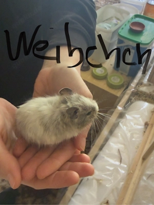 Degu Babys zu verkaufen 