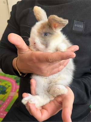 mini lop baby hase + käfig 