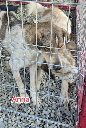 Anna - schenkst du ihr dein Herz? Bild 5