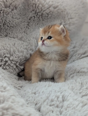 BKH Kitten zum Reservieren 