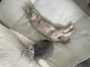 Kitten Britisch kurzhaar in Darmstadt zu verkaufen
