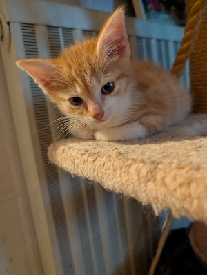 Unser süßer Kater sucht noch neues Zuhause,  