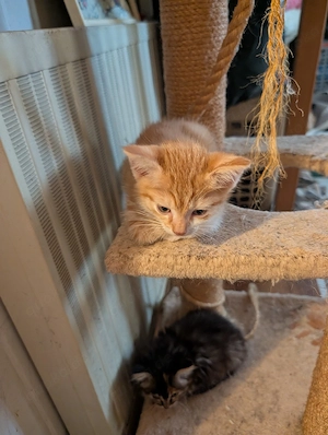Unser süßer Kater sucht noch neues Zuhause,  
