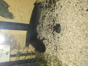 Axolotl männlich und weiblich  Bild 2