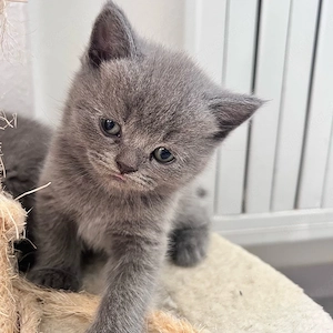 Britisch Kurzhaar Katzen