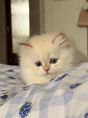 Bkh kitten