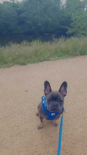 Französische bulldogge Rüde 7 Monate Bild 2