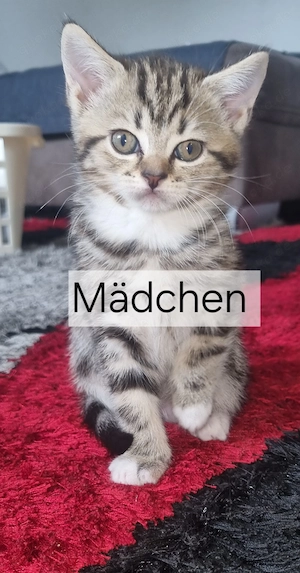     Ktten.  