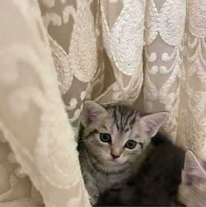BKH babykatzen kitten