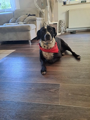 Liebevoller Hund sucht neues Zuhause 