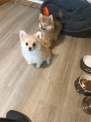 Helles Pomchi-Mädel wieder verfügbar
