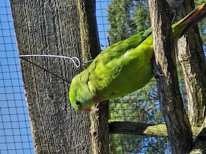 Schildsittich