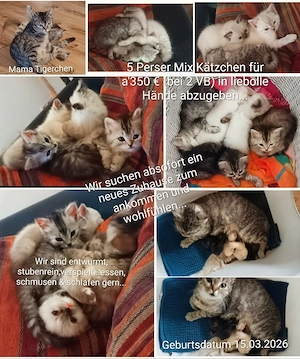 Perser Mix Kätzchen 