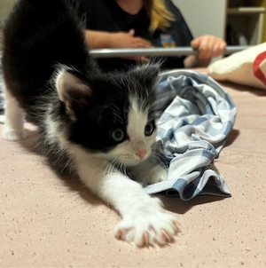 2 Kätzchen, ein Kater und ein Mädchen