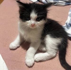2 Kätzchen, ein Kater und ein Mädchen