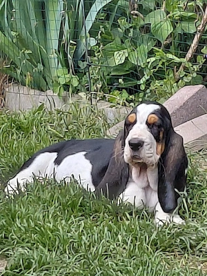Zuckersüße Basset Hound Welpen suchen ab sofort