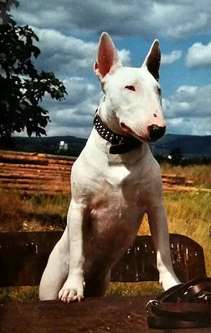Suche Miniatur Bullterrier o. Old English Bulldog! 