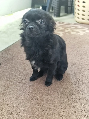 Mini Chihuahua Mädchen Langhaar Schwarz 