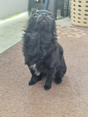 Mini Chihuahua Mädchen Langhaar Schwarz 