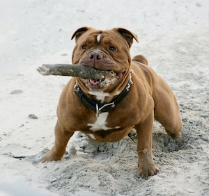 Suche Miniatur Bullterrier o. Old English Bulldog!  Bild 2