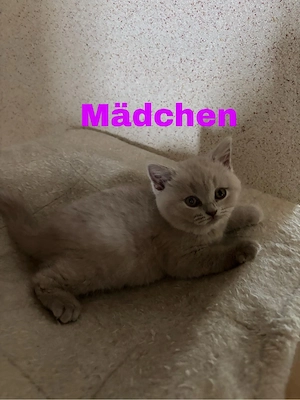 Reinrassiger BKH Kitten in Lilac