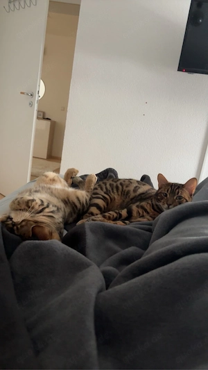 Bengalkatzen