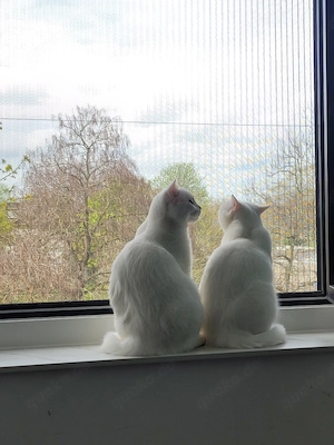Zwei BKH Junior-Kater (schneeweiß, Geschwisterpaar) suchen liebevolles Zuhause Bild 7