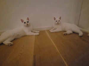 Zwei BKH Junior-Kater (schneeweiß, Geschwisterpaar) suchen liebevolles Zuhause Bild 4