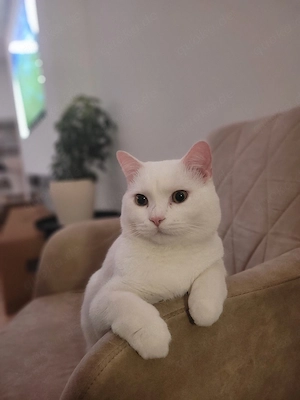Zwei BKH Junior-Kater (schneeweiß, Geschwisterpaar) suchen liebevolles Zuhause Bild 5