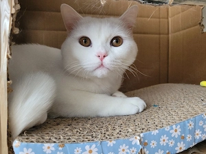 Zwei BKH Junior-Kater (schneeweiß, Geschwisterpaar) suchen liebevolles Zuhause Bild 3