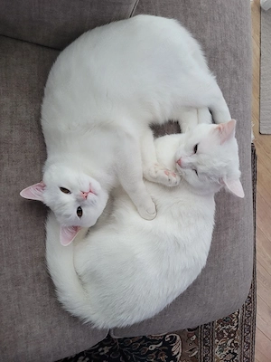 Zwei BKH Junior-Kater (schneeweiß, Geschwisterpaar) suchen liebevolles Zuhause Bild 8