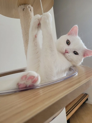 Zwei BKH Junior-Kater (schneeweiß, Geschwisterpaar) suchen liebevolles Zuhause Bild 6