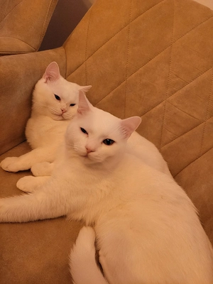 Zwei BKH Junior-Kater (schneeweiß, Geschwisterpaar) suchen liebevolles Zuhause Bild 9