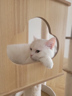 Zwei BKH Junior-Kater (schneeweiß, Geschwisterpaar) suchen liebevolles Zuhause Bild 2
