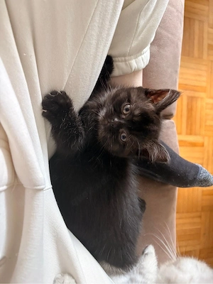 Blh mix kitten