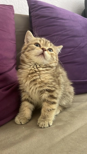  Bkh-katze....