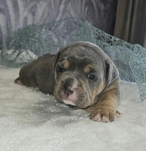 Old English Bulldog Welpen