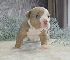 Old English Bulldog Welpen