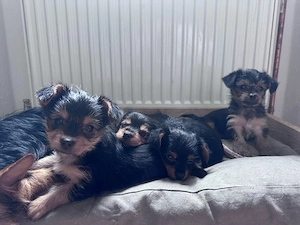 4.Süße Yorkshire-Terrier Welpen